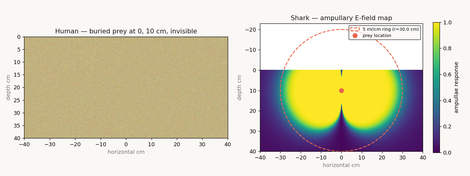 What does a shark see in the dark?